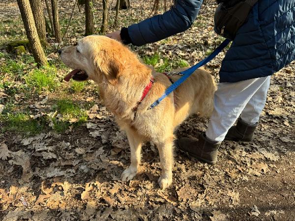 Casper, un Golden Retriever bello da impazzire Foto 3